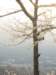 pileatedonthetree_small.jpg