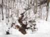 rushingcreekontrimontmountainrd_small.jpg