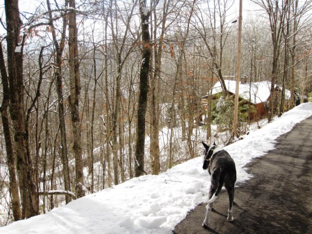 snowjanuary20102032.jpg
